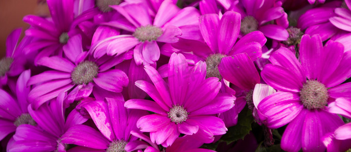 紫色花花朵花簇 自然风景摄影图