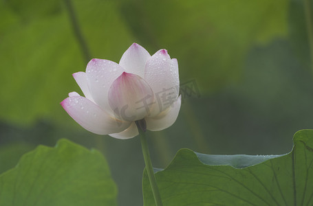 荷花灯莲花灯摄影照片_白色荷花摄影图