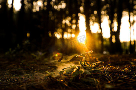 植物剪影摄影照片_傍晚阳光光线小树林小草自然风景摄影图