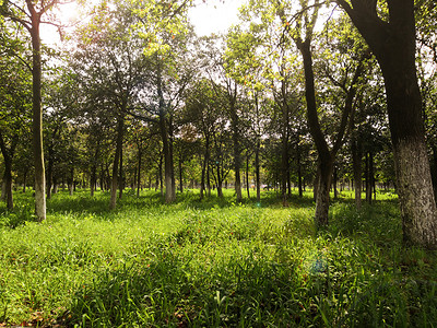 阳光小草摄影照片_春日森林公园美丽一角摄影图