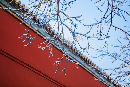 树枝颤动摄影照片_故宫雪景树枝摄影图