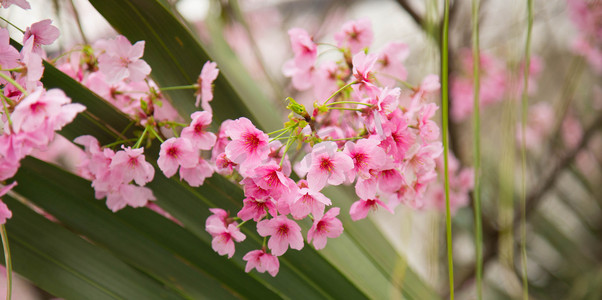 樱花gif摄影照片_春天樱花树植物自然风景摄影图
