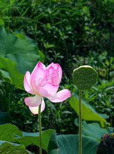 荷花荷叶莲花摄影图个人vip和企业vip免费下载夏日阳光下两朵盛放荷花