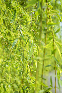 树叶植物树枝摄影照片_柳树柳叶特写摄影图