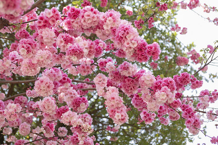 桃花字体摄影照片_春天桃花朵朵繁花盛开