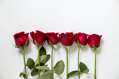 花花卉摄影照片_红玫瑰摄影图