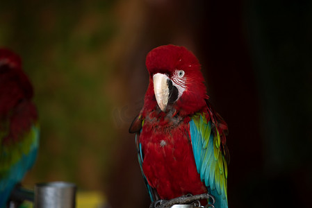 红色鹦鹉摄影图