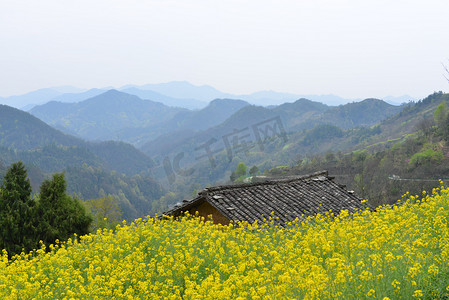 远山油菜花田自然风景摄影图