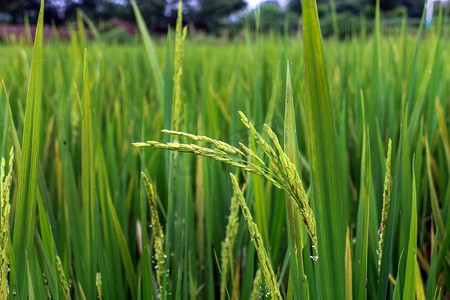 水稻新长稻穗摄影图
