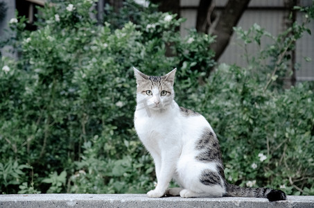 萌猫咪摄影照片_动物猫咪摄影图