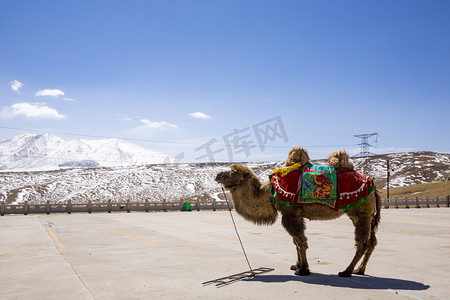 景区里一只骆驼摄影图