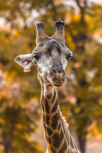 长颈鹿线稿摄影照片_可爱长颈鹿摄影图