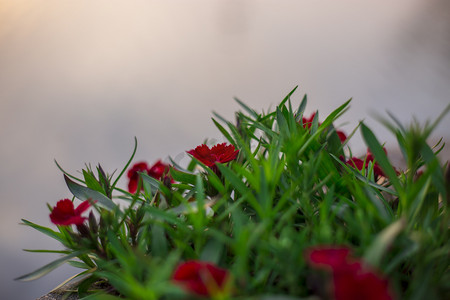 红花绿叶植物摄影图