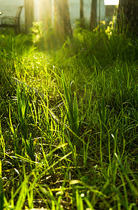 阳光植物草地摄影图