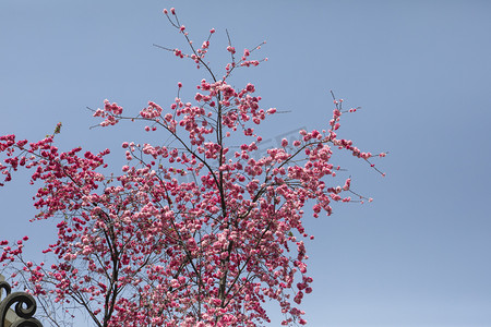 粉色花朵树枝摄影图
