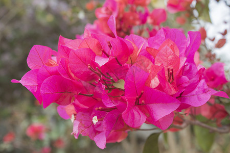 春天的梅花摄影照片_常见的花朵之三角梅花摄影图