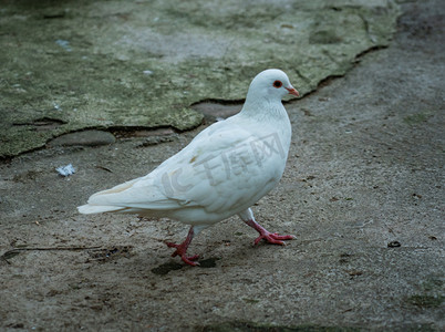白色鸽子动物摄影图