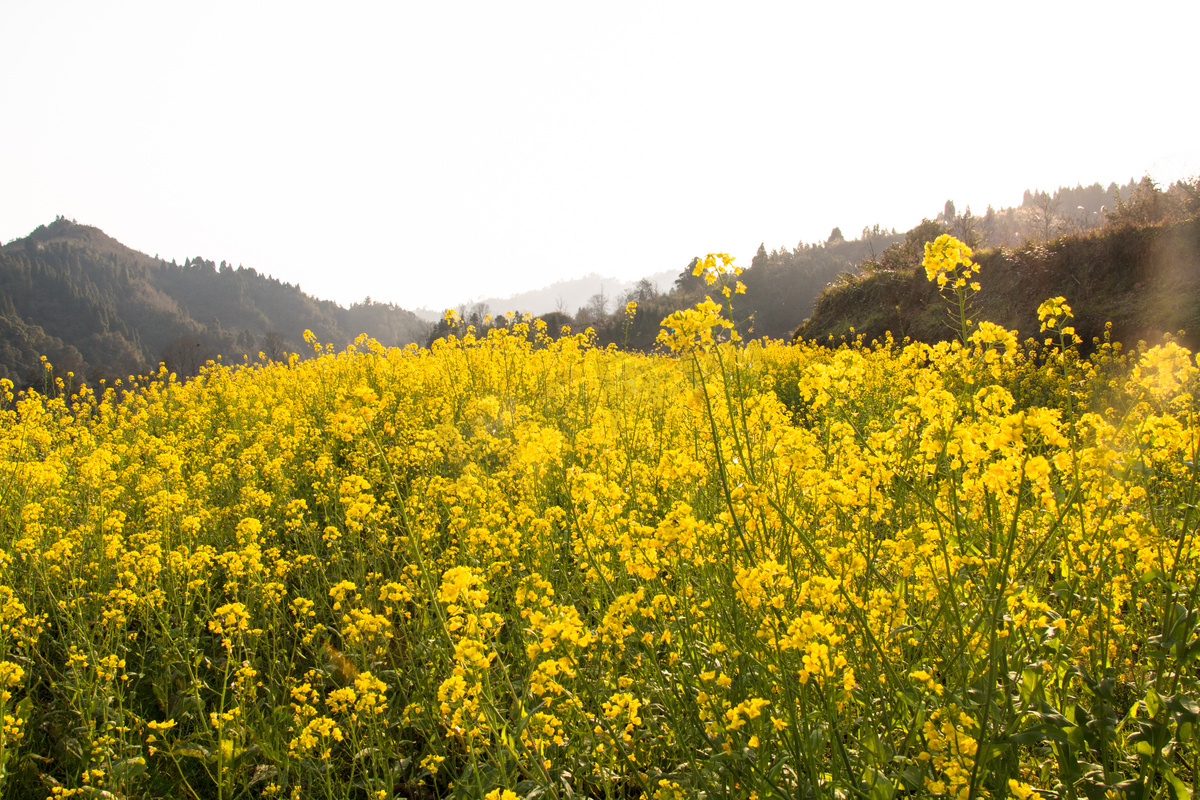 油菜花海山峰春天景色摄影图高清摄影大图 千库网 油菜花海山峰春天景色摄影图高清摄影大图 千库网