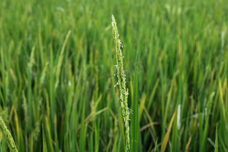 绿色水稻稻花摄影图