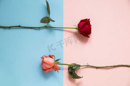 红玫瑰粉玫瑰摄影图