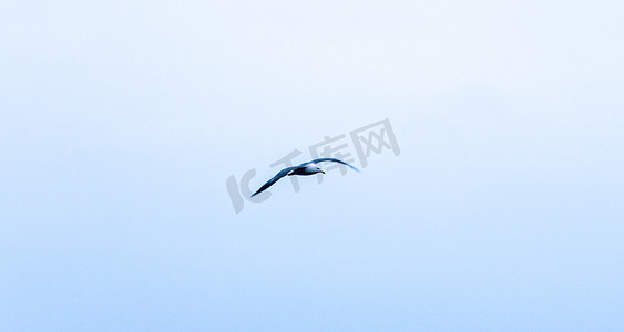 逆风飞翔摄影照片_飞翔海鸥摄影图