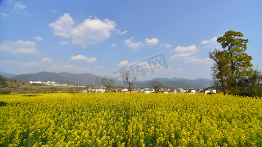 春天油菜花田天空自然风景摄影图