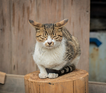 可爱猫盘坐眯眼摄影图