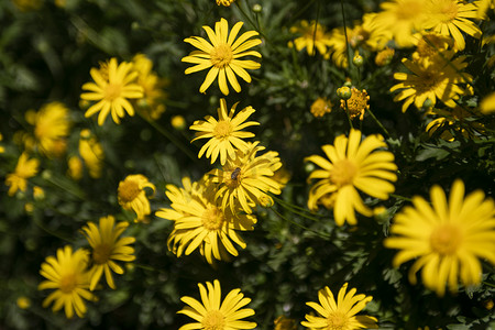 盛开黄色雏菊自然风景摄影图