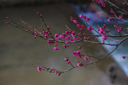 水边红梅自然风景摄影图配图