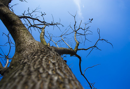 枯树剪纸摄影照片_蓝天下枯树大树仰拍自然风景摄影图