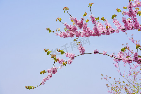 春季春天粉红色桃花摄影图