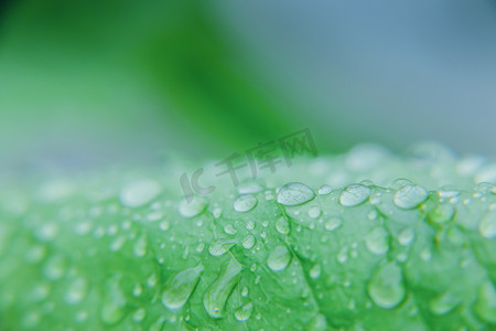 绿叶水珠摄影照片_雨后水珠植物摄影图