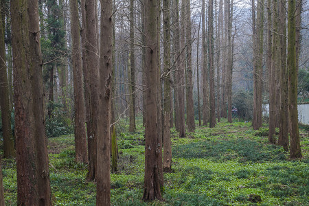 树木植物自然风景摄影图