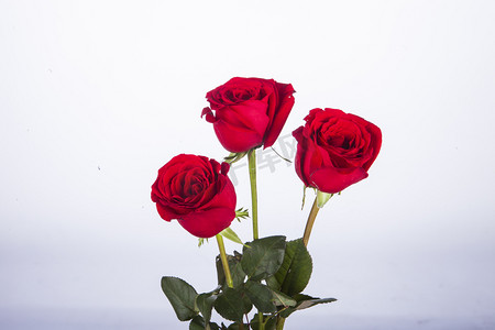 三朵红色玫瑰花特写摄影图