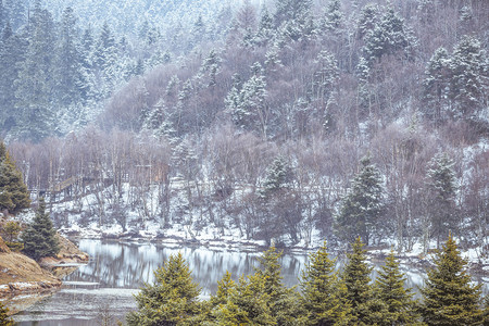 雪树林摄影照片_雪中树林摄影图