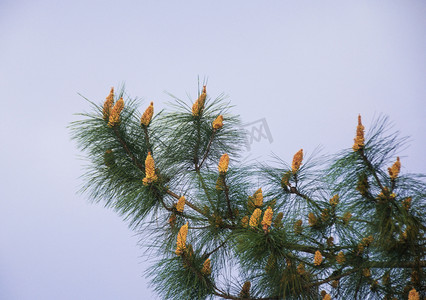 树枝状水系摄影照片_天空下松树松塔自然风景摄影图