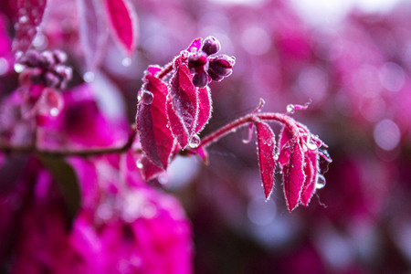 打湿红花檵木摄影图