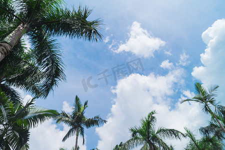 夏天椰子树摄影照片_夏天蓝天白云椰子树摄影图