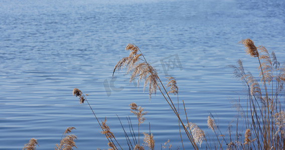 河边芦苇滩摄影照片_水面芦苇摄影图