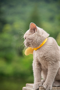 小猫咪和小女孩摄影照片_可爱动物猫咪摄影图