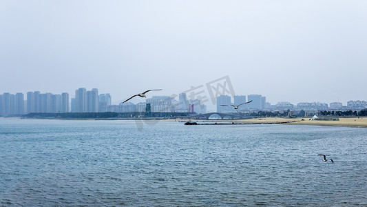 海边飞翔海鸥远景动物世界摄影图