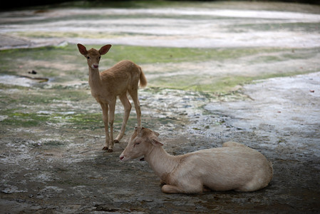 小鹿动物摄影图片-小鹿动物摄影作品-千库网