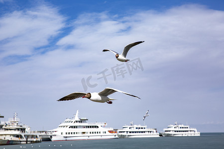 斑头雁摄影照片_青海湖中鸟摄影图
