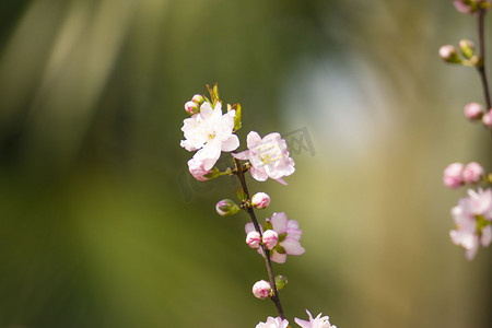 春天粉色花朵摄影图