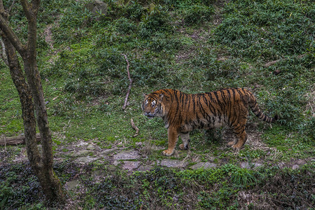 老虎厚涂摄影照片_动物园常见动物老虎摄影图配图