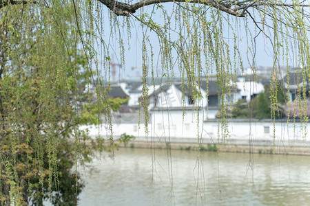 柳树摄影照片_苏州江景柳树摄影图