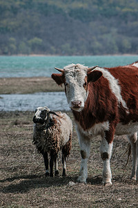 和牛摄影照片_牛牛和羊自然和谐相处摄影图