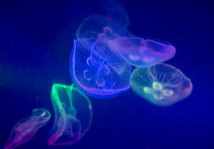 海洋馆拍摄影之水母摄影图