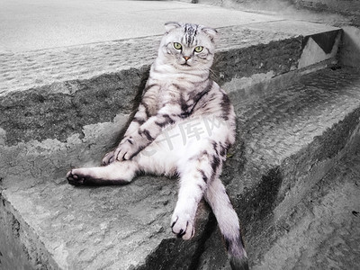 小猫咪的脚掌摄影照片_黑白条纹猫摄影图