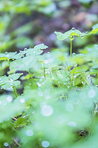 雨天三叶草摄影图